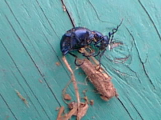 Unknown Beetle