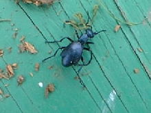 Unknown Beetle