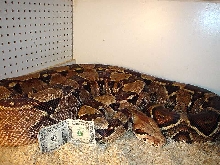 BIG female BCI