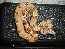 2005 Super Salmon female