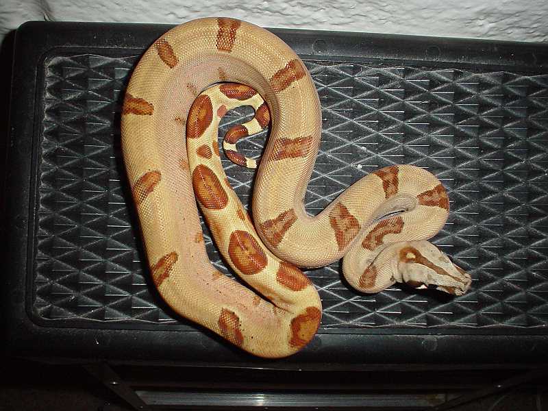 2005 Super Salmon female
