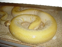 Albino/Green Ovulating