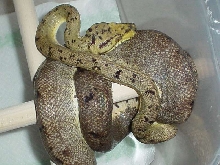 Female Amazon tree boa