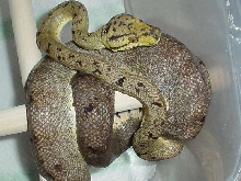 Female Amazon tree boa