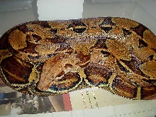 Orange female