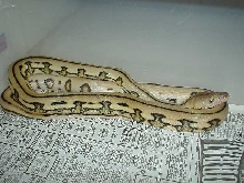 Female Super