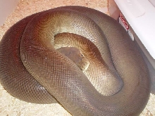 Gravid Aussie Olive python