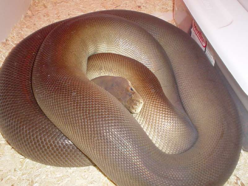 Gravid Aussie Olive python
