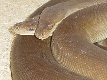 2 headed olive python