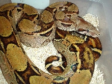 Orange female
