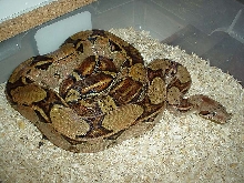 Pastel Boa
