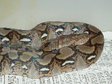 Male Normal