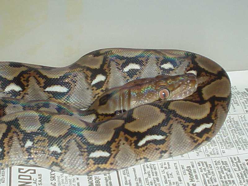 Male Normal