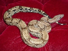 Arabesque male