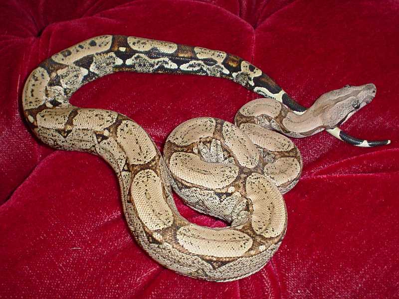 Arabesque male