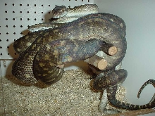 Tanimbar pythons breeding