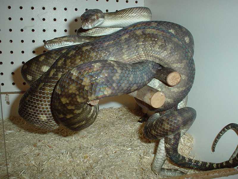 Tanimbar pythons breeding
