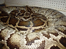 Big girl acting gravid!