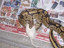 feeding