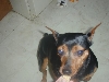 Mindy