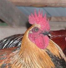 Rooster