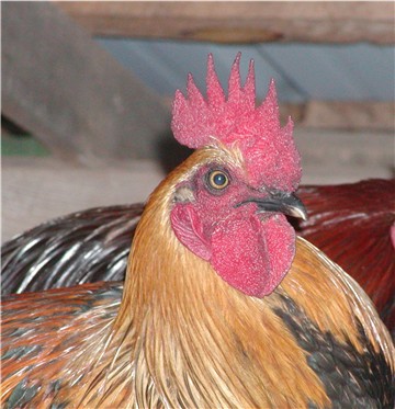 Rooster