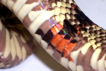 Calico? South Florida King