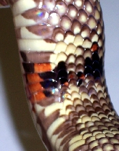 Calico? South Florida King