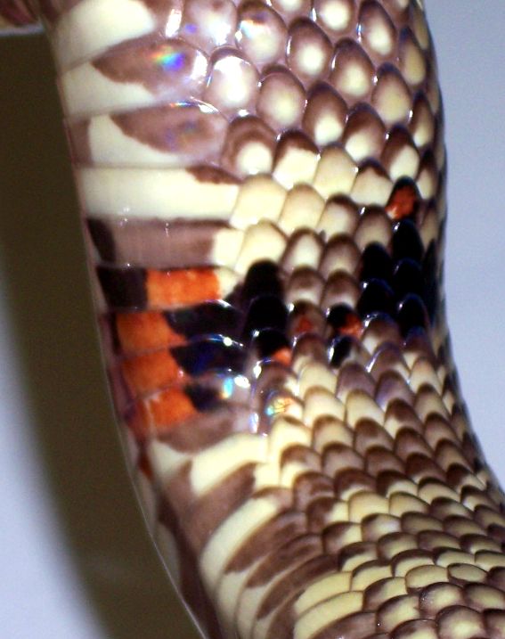 Calico? South Florida King