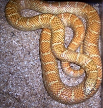 Lavender Albino