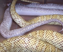 (M) Hypo X (F) Axanthic White-Sided