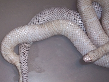 (M) Snow X (F) Axanthic White-Sided