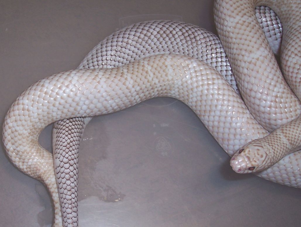 (M) Snow X (F) Axanthic White-Sided