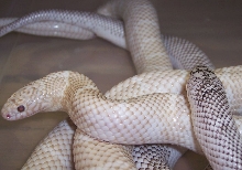 (M) Snow X (F) Axanthic White-Sided