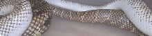 (M) White-Sided X (F) Paradoxed het for Lavender Albino
