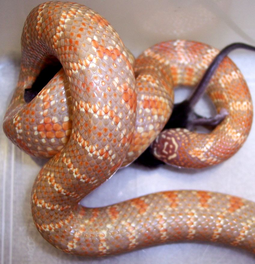 Extreme Orange Lavender Albino South Florida King