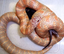 Extreme Orange Lavender Albino South Florida King