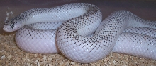 Adult Axanthic White-Sided South Florida King