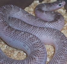 '04 Axanthic White-Sided South Florida King