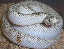 New Morph in White-Sided Trait