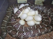 Double Het for Snow  (F#4)