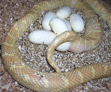 Lavender Albino #54