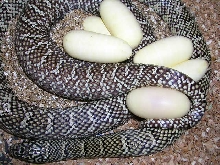 Double Het for Axanthic White-Sided  (F#31)