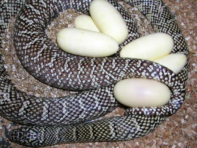 Double Het for Axanthic White-Sided  (F#31)