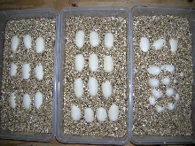 Egg Incubator Ingredients