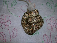 Triple Het.  Hypo X Snow