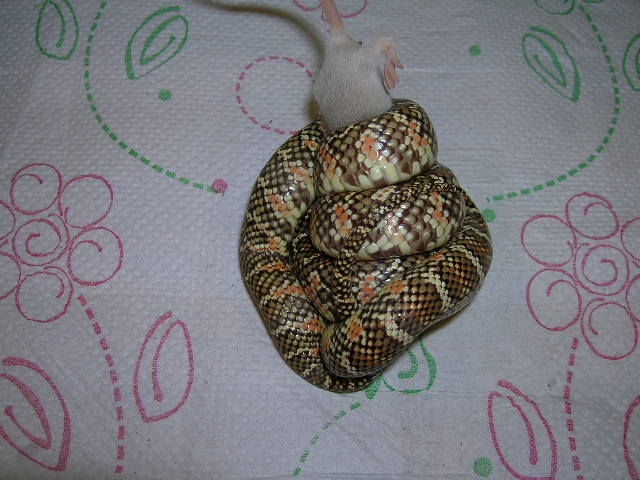 Triple Het.  Hypo X Snow