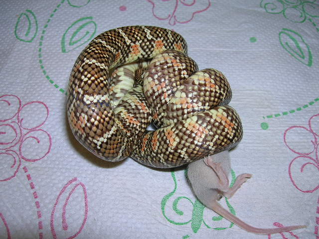 Triple Het  Hypo X Snow