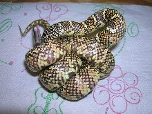 Triple Het  Hypo X Snow