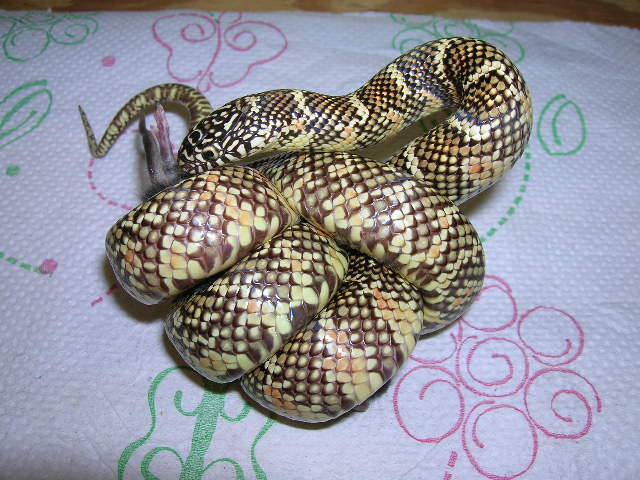 Triple Het  Hypo X Snow